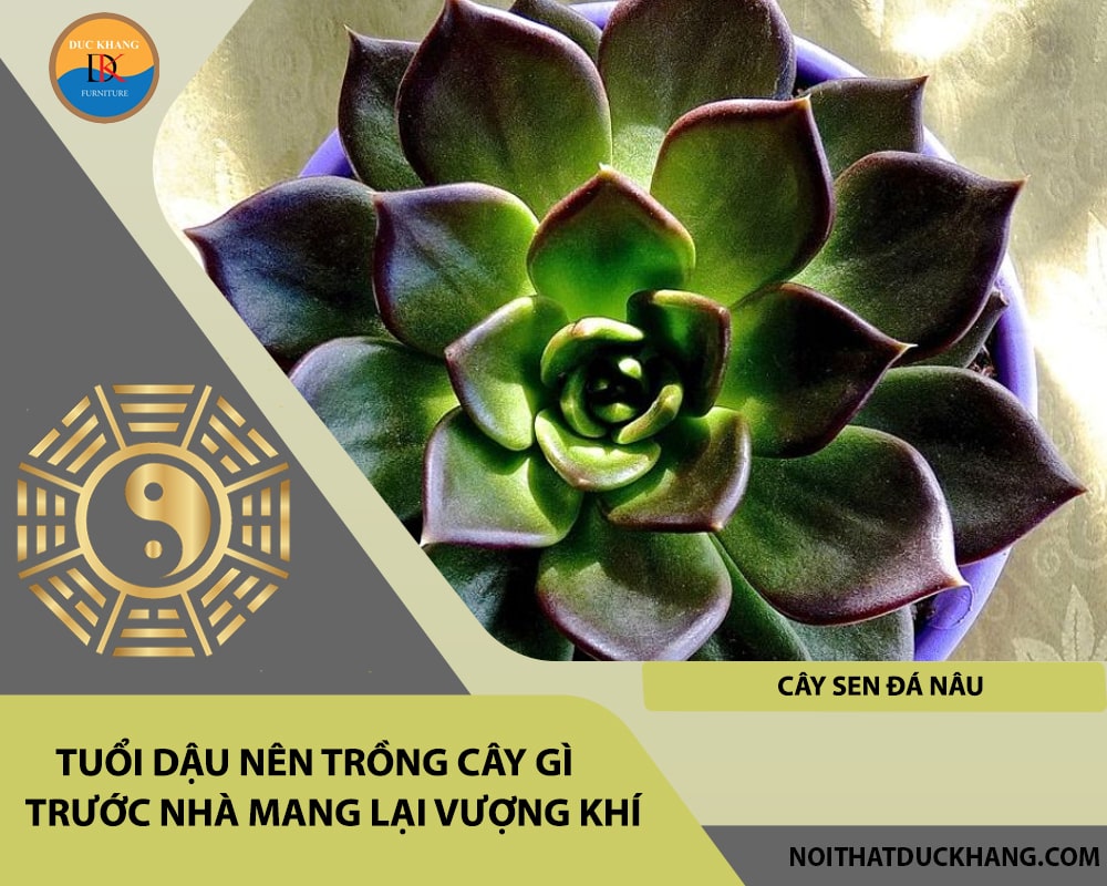 Tuổi Dậu nên trồng cây gì trước nhà mang lại vượng khí, tài lộc - Cây sen đá nâu Tuổi Dậu nên trồng cây gì trước nhà mang lại vượng khí, tài lộc - Cây sen đá nâu