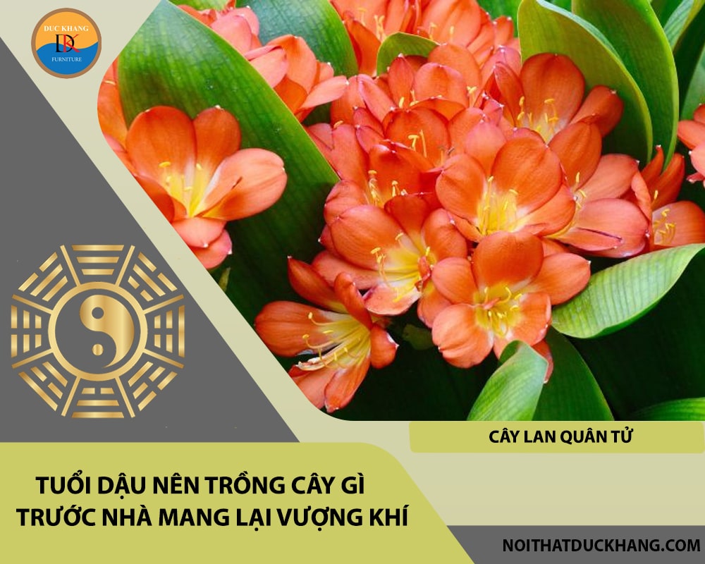 Tuổi Dậu nên trồng cây gì trước nhà mang lại vượng khí, tài lộc - Cây lan quân tử Tuổi Dậu nên trồng cây gì trước nhà mang lại vượng khí, tài lộc - Cây lan quân tử