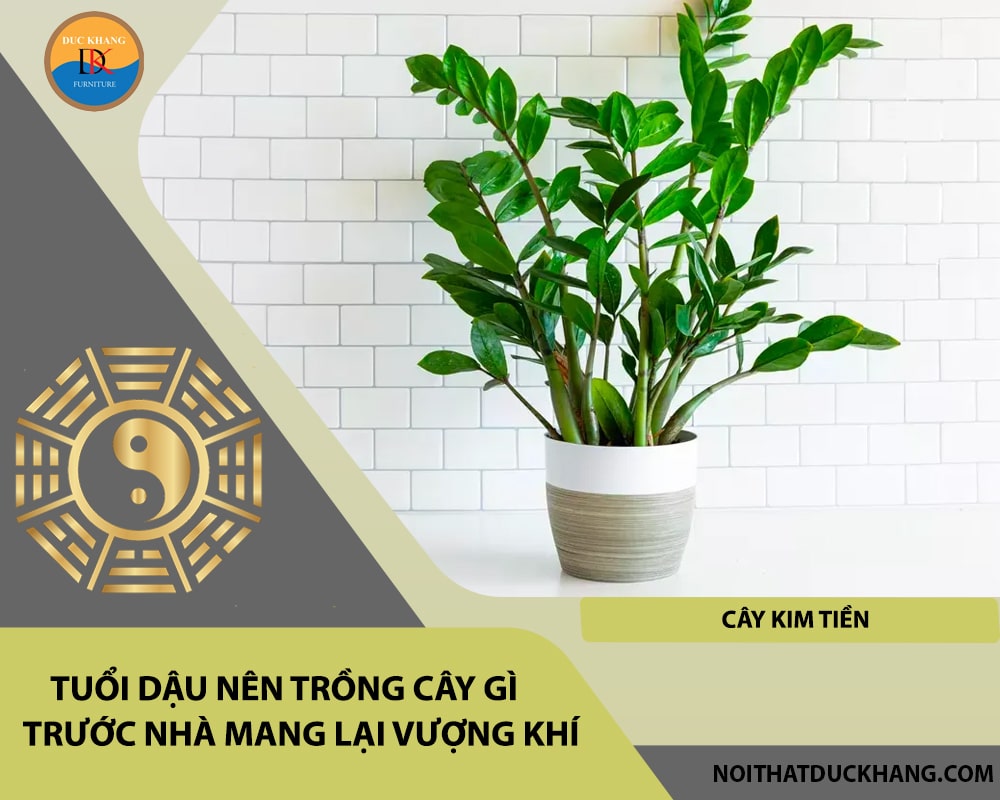 Tuổi Dậu nên trồng cây gì trước nhà mang lại vượng khí, tài lộc - Cây kim tiền Tuổi Dậu nên trồng cây gì trước nhà mang lại vượng khí, tài lộc - Cây kim tiền