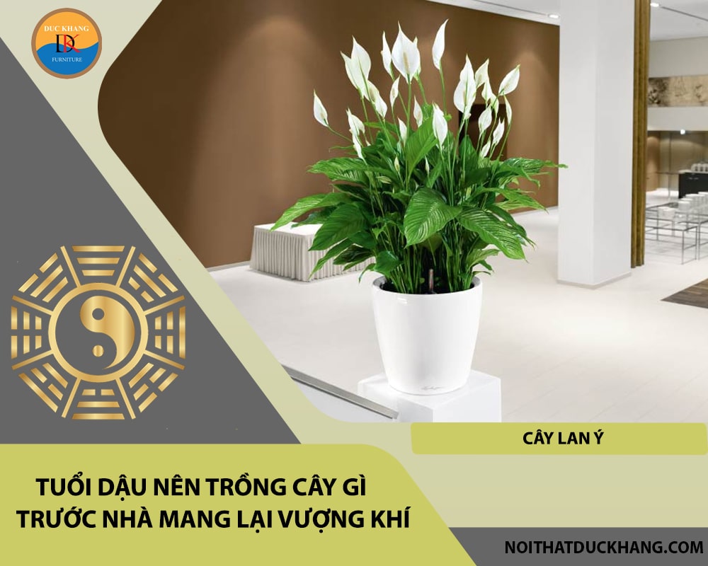 Tuổi Dậu nên trồng cây gì trước nhà mang lại vượng khí, tài lộc - Cây lan ý Tuổi Dậu nên trồng cây gì trước nhà mang lại vượng khí, tài lộc - Cây lan ý