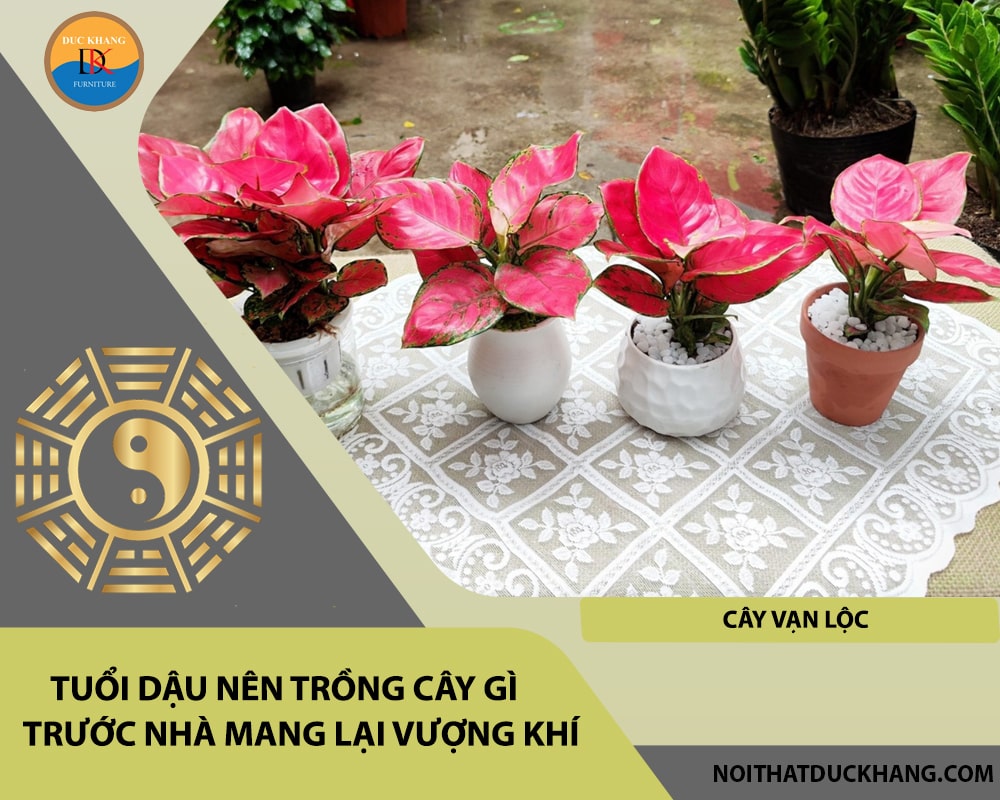 Tuổi Dậu nên trồng cây gì trước nhà mang lại vượng khí, tài lộc - Cây vạn lộc Tuổi Dậu nên trồng cây gì trước nhà mang lại vượng khí, tài lộc - Cây vạn lộc