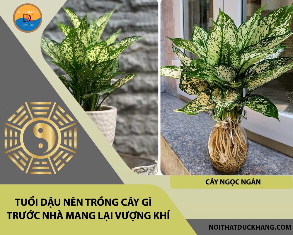 Tuổi Dậu nên trồng cây gì trước nhà mang lại vượng khí, tài lộc - Cây ngọc ngân Tuổi Dậu nên trồng cây gì trước nhà mang lại vượng khí, tài lộc - Cây ngọc ngân