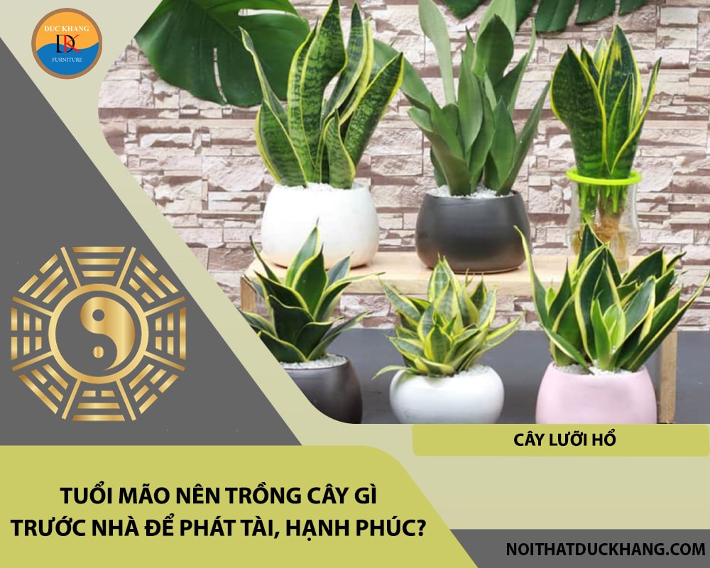 Tuổi Mão nên trồng cây gì trước nhà để phát tài, hạnh phúc - Cây lưỡi hổ Tuổi Mão nên trồng cây gì trước nhà để phát tài, hạnh phúc - Cây lưỡi hổ