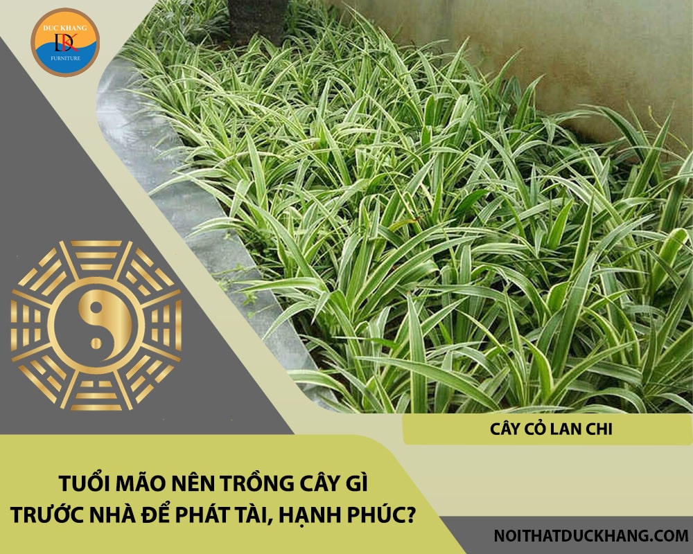 Tuổi Mão nên trồng cây gì trước nhà để phát tài, hạnh phúc - Cây cỏ lan chi Tuổi Mão nên trồng cây gì trước nhà để phát tài, hạnh phúc - Cây cỏ lan chi