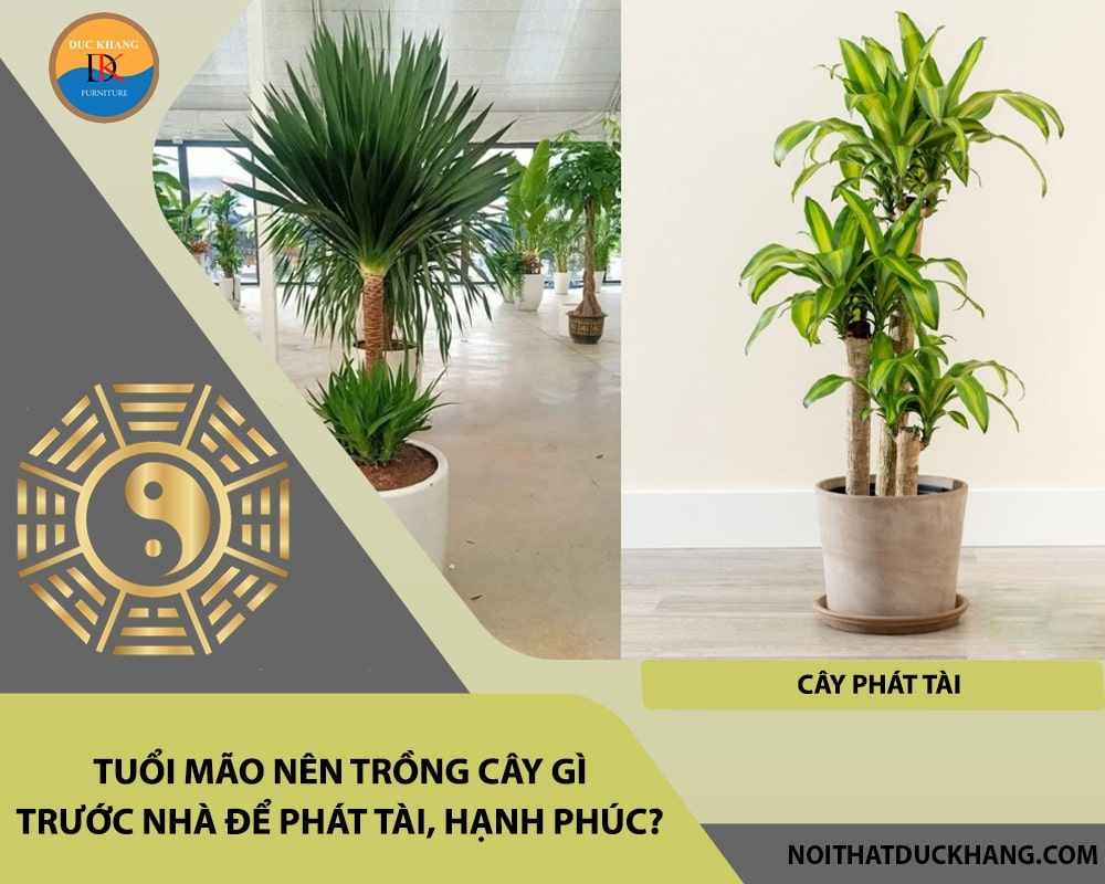 Tuổi Mão nên trồng cây gì trước nhà để phát tài, hạnh phúc - Cây phát tài Tuổi Mão nên trồng cây gì trước nhà để phát tài, hạnh phúc - Cây phát tài