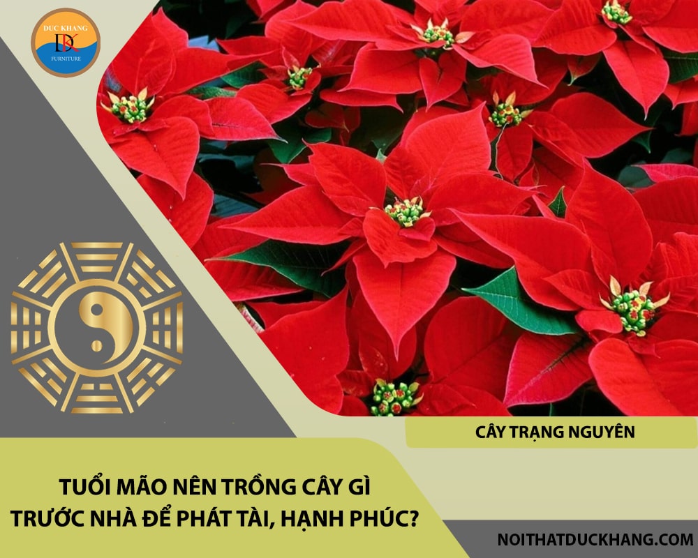 Tuổi Mão nên trồng cây gì trước nhà để phát tài, hạnh phúc - Cây trạng nguyên Tuổi Mão nên trồng cây gì trước nhà để phát tài, hạnh phúc - Cây trạng nguyên