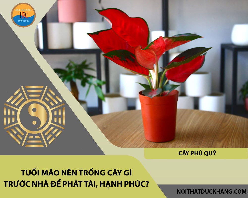 Tuổi Mão nên trồng cây gì trước nhà để phát tài, hạnh phúc - Cây phú quý Tuổi Mão nên trồng cây gì trước nhà để phát tài, hạnh phúc - Cây phú quý