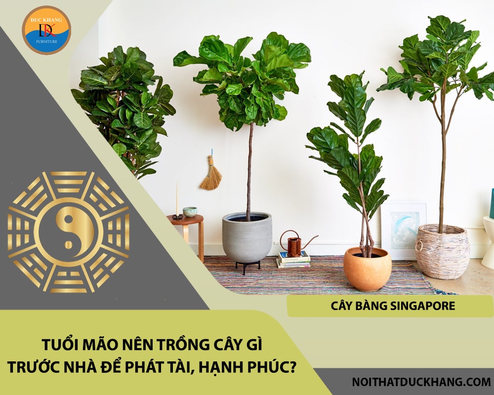 Tuổi Mão nên trồng cây gì trước nhà để phát tài, hạnh phúc - Cây bàng Singapore Tuổi Mão nên trồng cây gì trước nhà để phát tài, hạnh phúc - Cây bàng Singapore