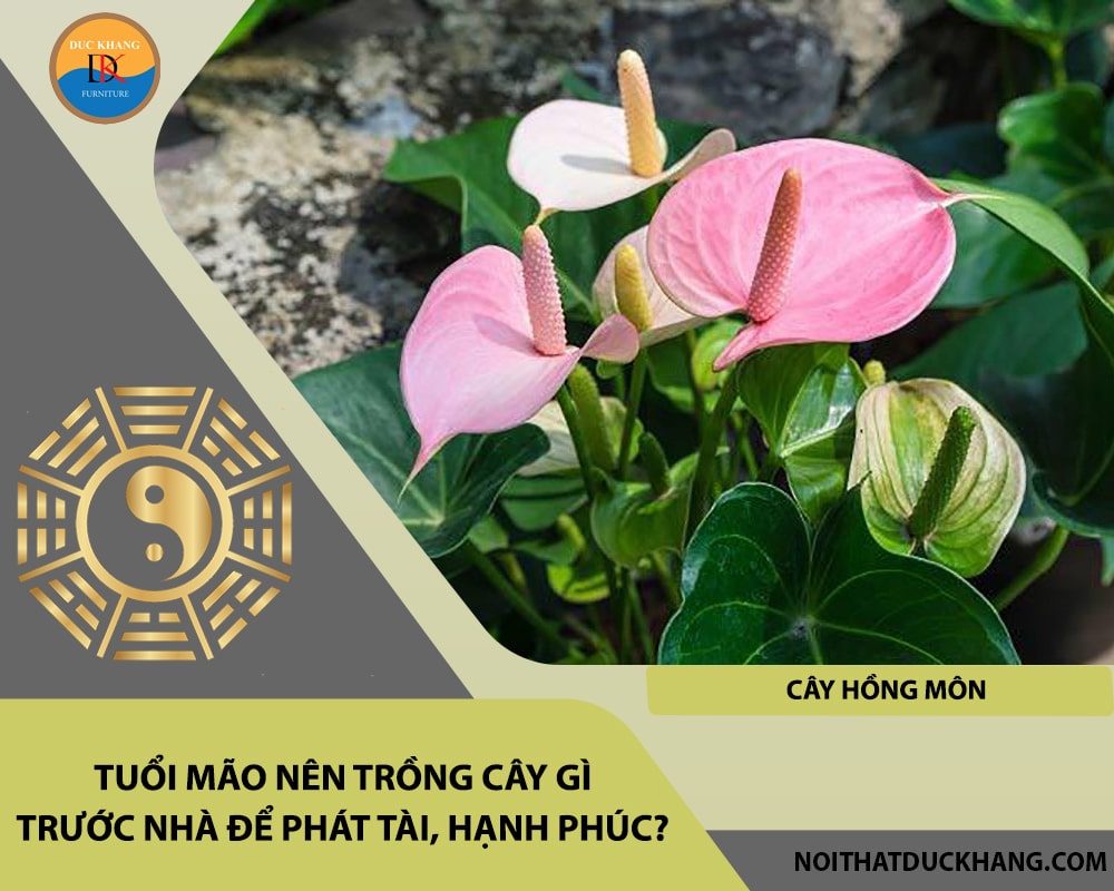 Tuổi Mão nên trồng cây gì trước nhà để phát tài, hạnh phúc - Cây hồng môn Tuổi Mão nên trồng cây gì trước nhà để phát tài, hạnh phúc - Cây hồng môn