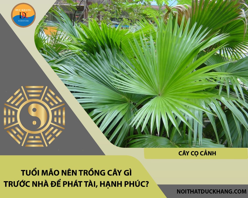 Tuổi Mão nên trồng cây gì trước nhà để phát tài, hạnh phúc?