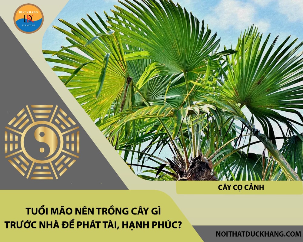Tuổi Mão nên trồng cây gì trước nhà để phát tài, hạnh phúc - Cây cọ cảnh Tuổi Mão nên trồng cây gì trước nhà để phát tài, hạnh phúc - Cây cọ cảnh