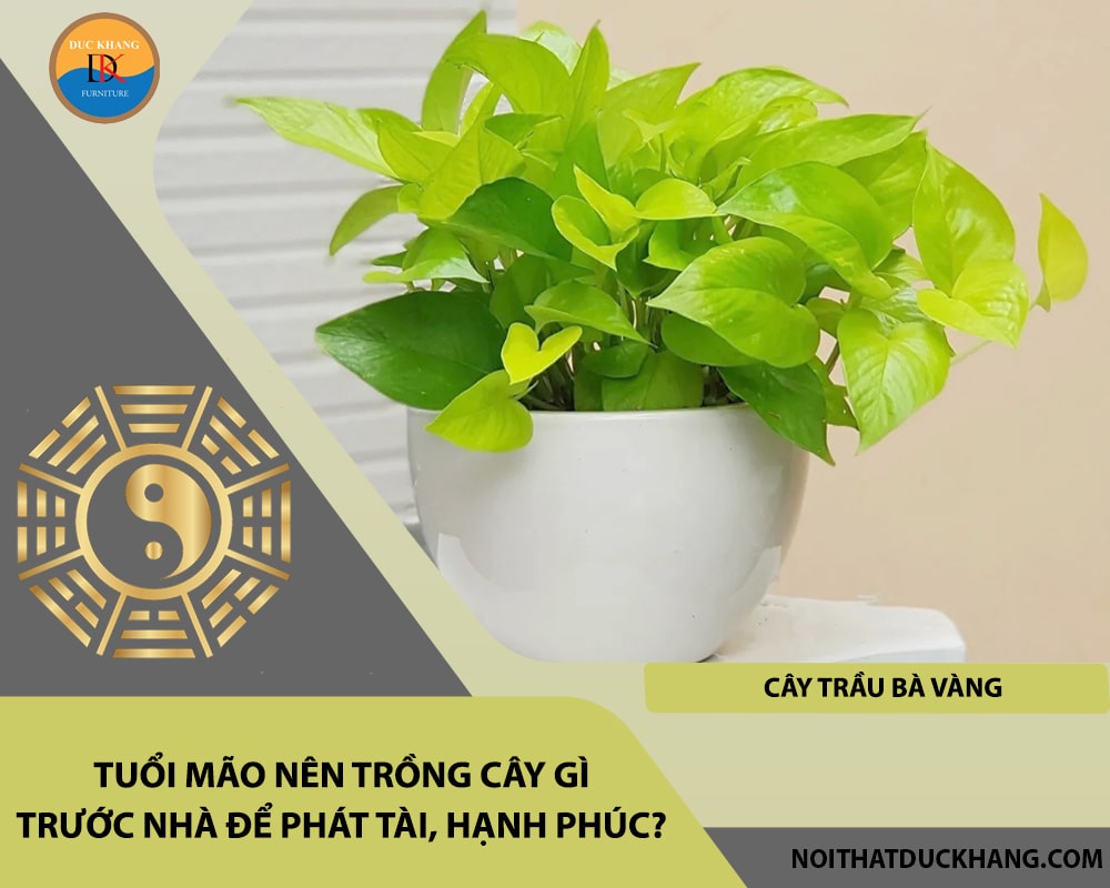 Tuổi Mão nên trồng cây gì trước nhà để phát tài, hạnh phúc - Cây trầu bà vàng Tuổi Mão nên trồng cây gì trước nhà để phát tài, hạnh phúc - Cây trầu bà vàng