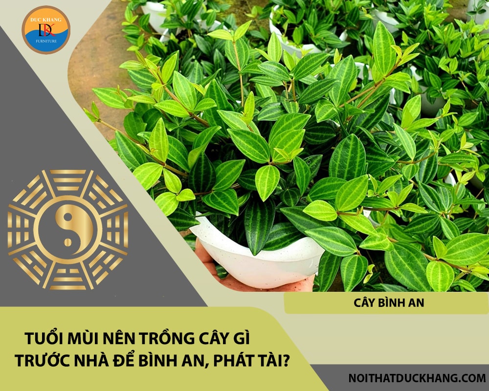 Tuổi Mùi nên trồng cây gì trước nhà để bình an, phát tài?