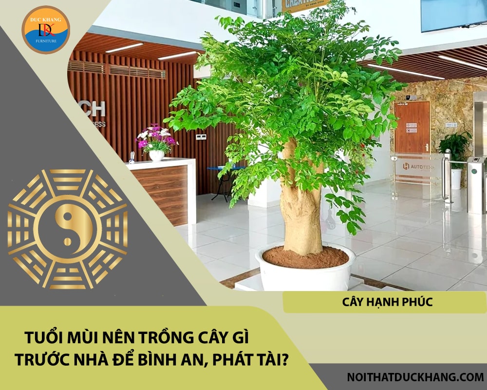 Tuổi Mùi nên trồng cây gì trước nhà để bình an, phát tài - Cây hạnh phúc Tuổi Mùi nên trồng cây gì trước nhà để bình an, phát tài - Cây hạnh phúc