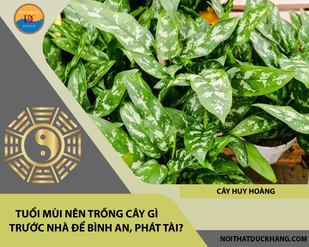 Tuổi Mùi nên trồng cây gì trước nhà để bình an, phát tài - Cây huy hoàng Tuổi Mùi nên trồng cây gì trước nhà để bình an, phát tài - Cây huy hoàng