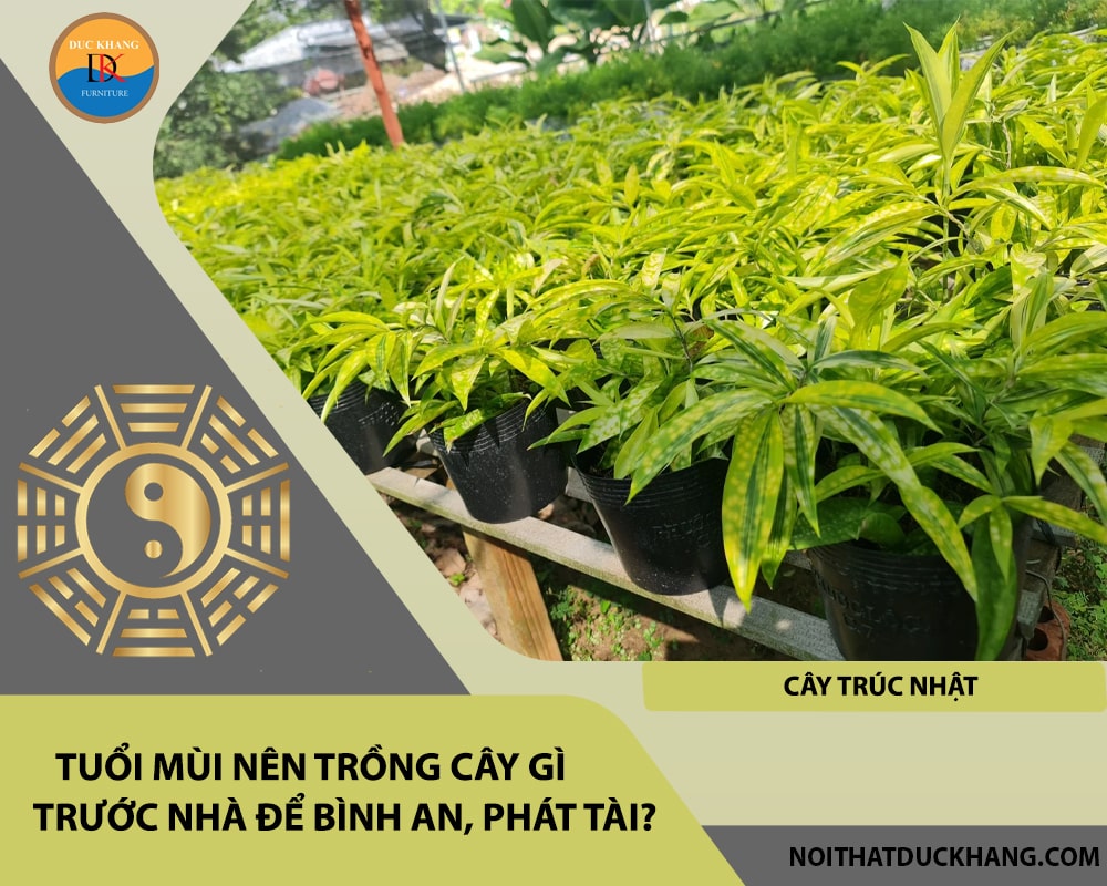 Tuổi Mùi nên trồng cây gì trước nhà để bình an, phát tài - Cây trúc Nhật Tuổi Mùi nên trồng cây gì trước nhà để bình an, phát tài - Cây trúc Nhật