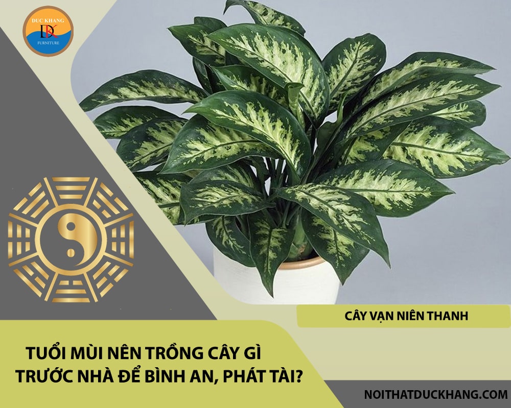 Tuổi Mùi nên trồng cây gì trước nhà để bình an, phát tài - Cây vạn niên thanh Tuổi Mùi nên trồng cây gì trước nhà để bình an, phát tài - Cây vạn niên thanh