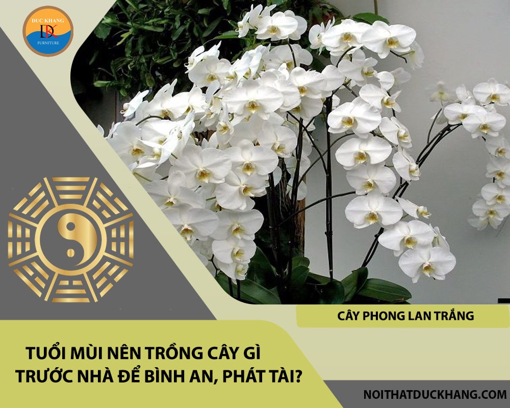 Tuổi Mùi nên trồng cây gì trước nhà để bình an, phát tài - Cây phong lan trắng Tuổi Mùi nên trồng cây gì trước nhà để bình an, phát tài - Cây phong lan trắng