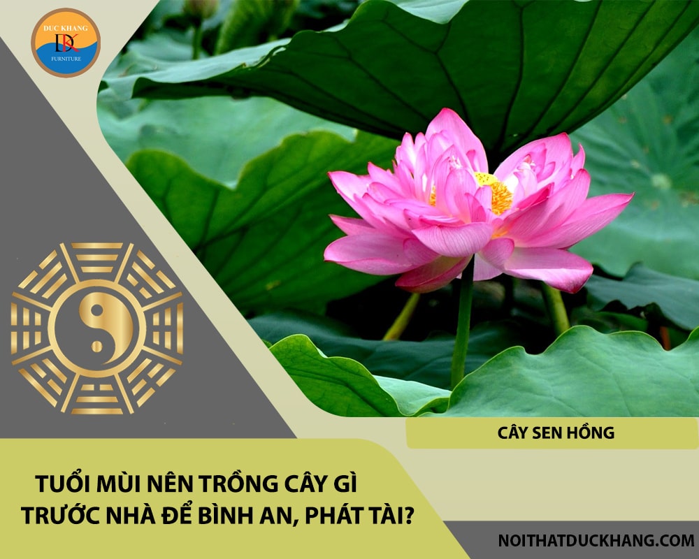 Tuổi Mùi nên trồng cây gì trước nhà để bình an, phát tài - Cây sen hồng Tuổi Mùi nên trồng cây gì trước nhà để bình an, phát tài - Cây sen hồng