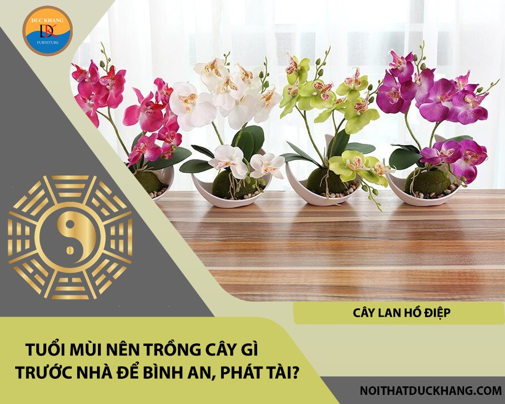 Tuổi Mùi nên trồng cây gì trước nhà để bình an, phát tài - Cây lan hồ điệp Tuổi Mùi nên trồng cây gì trước nhà để bình an, phát tài - Cây lan hồ điệp