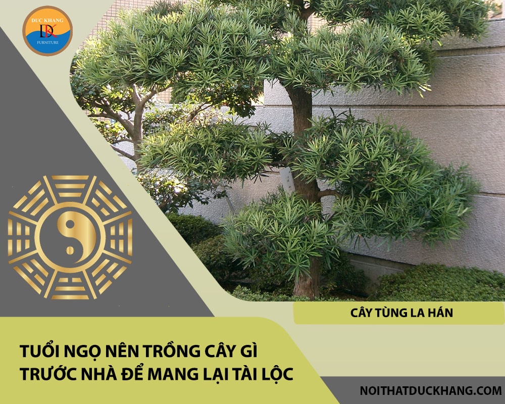 Tuổi Ngọ nên trồng cây gì trước nhà để mang lại tài lộc, công danh - Cây tùng la hán Tuổi Ngọ nên trồng cây gì trước nhà để mang lại tài lộc, công danh - Cây tùng la hán