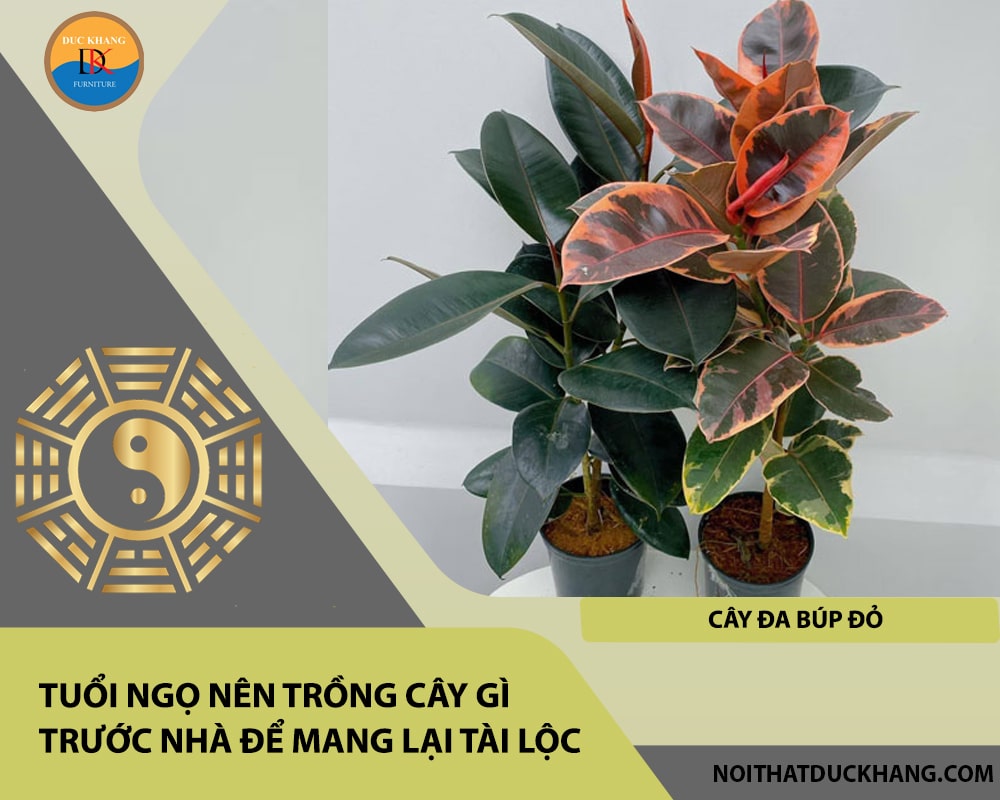 Tuổi Ngọ nên trồng cây gì trước nhà để mang lại tài lộc, công danh - Cây đa búp đỏ Tuổi Ngọ nên trồng cây gì trước nhà để mang lại tài lộc, công danh - Cây đa búp đỏ