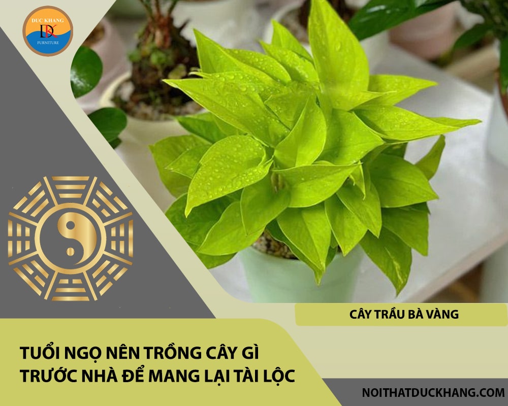 Tuổi Ngọ nên trồng cây gì trước nhà để mang lại tài lộc, công danh - Cây trầu bà vàng Tuổi Ngọ nên trồng cây gì trước nhà để mang lại tài lộc, công danh - Cây trầu bà vàng