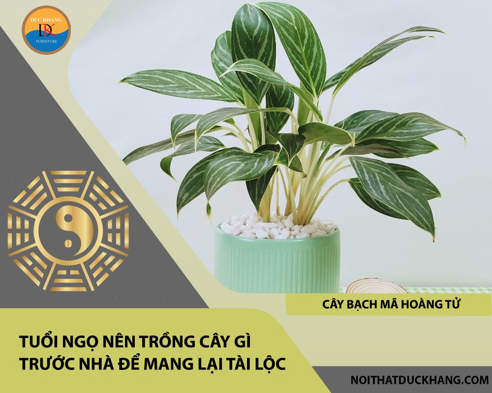 Tuổi Ngọ nên trồng cây gì trước nhà để mang lại tài lộc, công danh