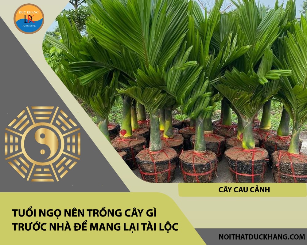 Tuổi Ngọ nên trồng cây gì trước nhà để mang lại tài lộc, công danh - Cây cau cảnh Tuổi Ngọ nên trồng cây gì trước nhà để mang lại tài lộc, công danh - Cây cau cảnh