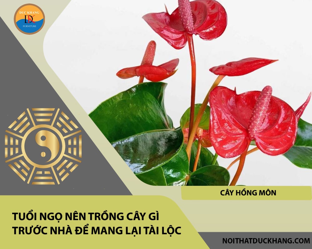 Tuổi Ngọ nên trồng cây gì trước nhà để mang lại tài lộc, công danh - Cây hồng môn Tuổi Ngọ nên trồng cây gì trước nhà để mang lại tài lộc, công danh - Cây hồng môn