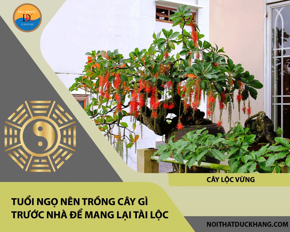 Tuổi Ngọ nên trồng cây gì trước nhà để mang lại tài lộc, công danh - Cây lộc vừng Tuổi Ngọ nên trồng cây gì trước nhà để mang lại tài lộc, công danh - Cây lộc vừng