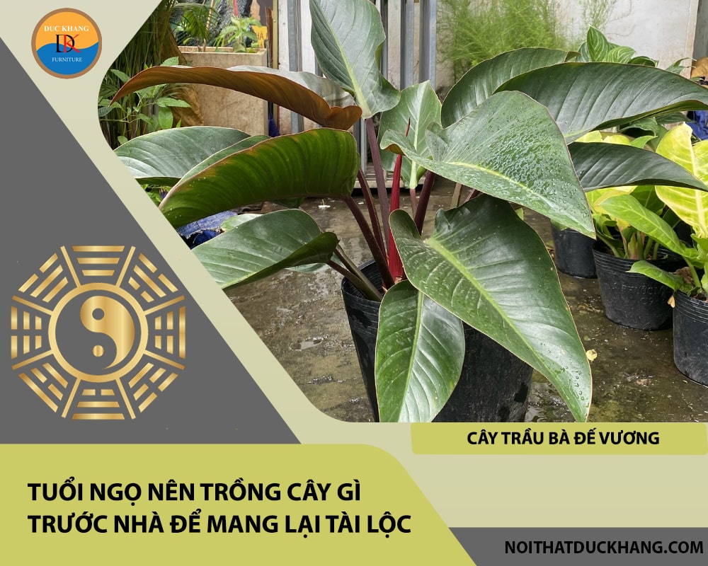 Tuổi Ngọ nên trồng cây gì trước nhà để mang lại tài lộc, công danh - Cây trầu bà đế vương Tuổi Ngọ nên trồng cây gì trước nhà để mang lại tài lộc, công danh - Cây trầu bà đế vương