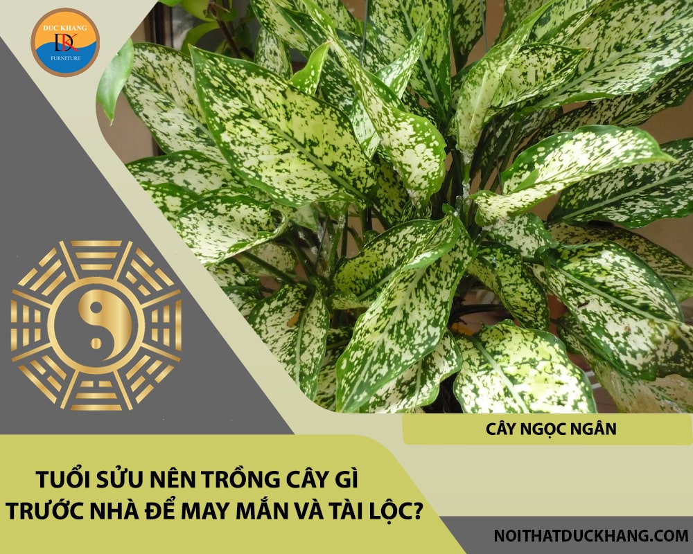 Tuổi Sửu nên trồng cây gì trước nhà để may mắn và tài lộc - Cây ngọc ngân Tuổi Sửu nên trồng cây gì trước nhà để may mắn và tài lộc - Cây ngọc ngân