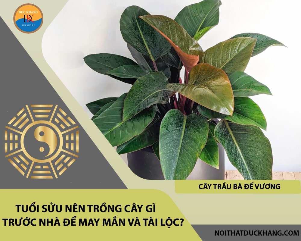 Tuổi Sửu nên trồng cây gì trước nhà để may mắn và tài lộc - Cây trầu bà đế vương Tuổi Sửu nên trồng cây gì trước nhà để may mắn và tài lộc - Cây trầu bà đế vương