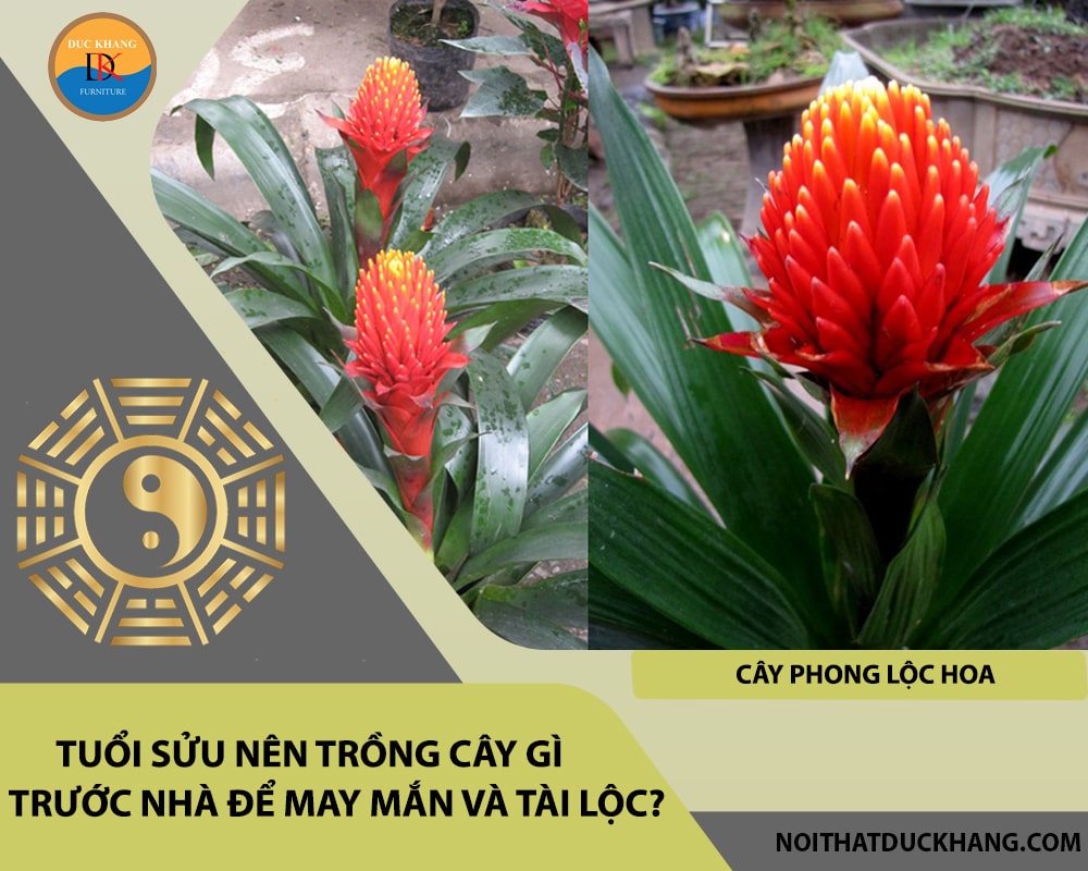 Tuổi Sửu nên trồng cây gì trước nhà để may mắn và tài lộc - Cây phong lộc hoa Tuổi Sửu nên trồng cây gì trước nhà để may mắn và tài lộc - Cây phong lộc hoa
