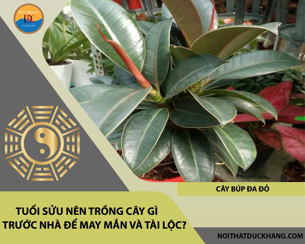 Tuổi Sửu nên trồng cây gì trước nhà để may mắn và tài lộc - Cây búp đa đỏ Tuổi Sửu nên trồng cây gì trước nhà để may mắn và tài lộc - Cây búp đa đỏ