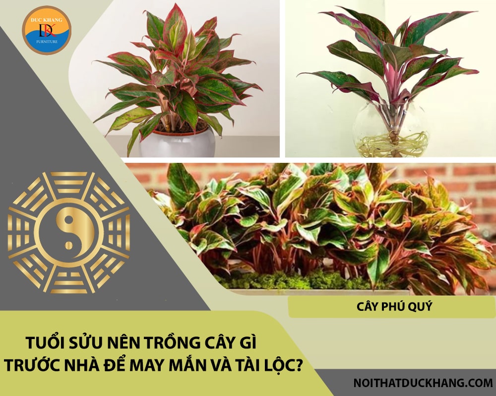 Tuổi Sửu nên trồng cây gì trước nhà để may mắn và tài lộc - Cây phú quý Tuổi Sửu nên trồng cây gì trước nhà để may mắn và tài lộc - Cây phú quý
