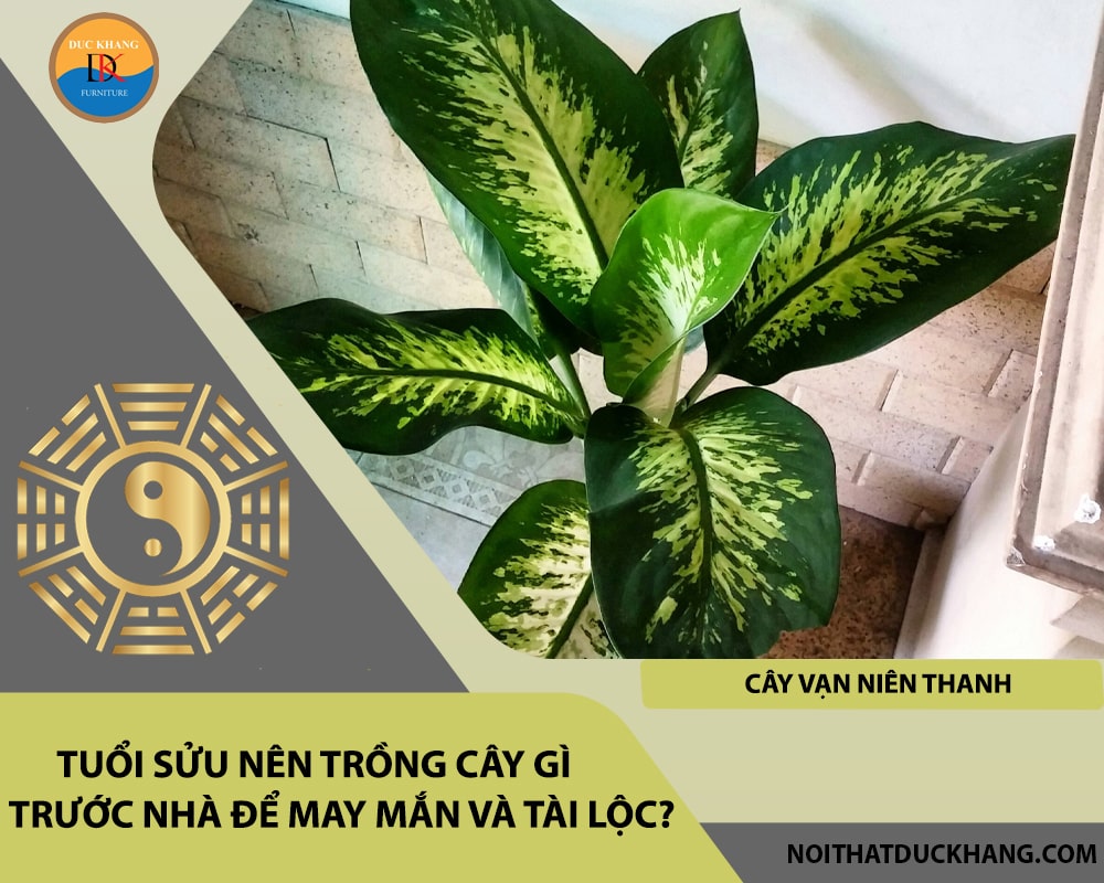 Tuổi Sửu nên trồng cây gì trước nhà để may mắn và tài lộc - Cây vạn niên thanh Tuổi Sửu nên trồng cây gì trước nhà để may mắn và tài lộc - Cây vạn niên thanh