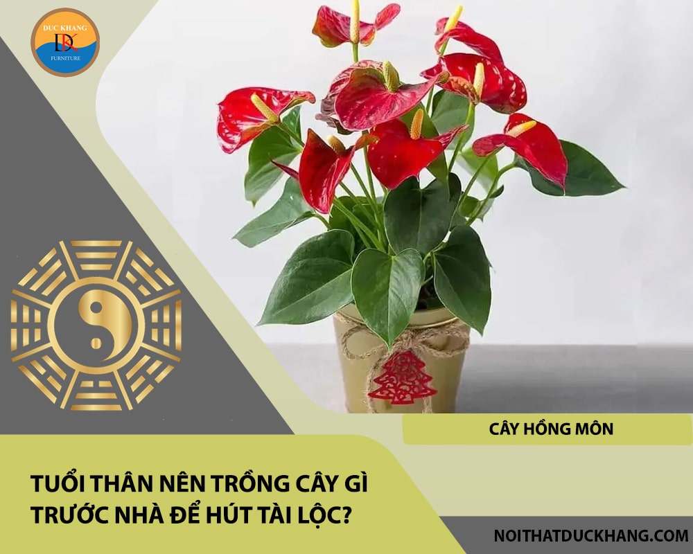 Tuổi Thân nên trồng cây gì trước nhà để hút tài lộc - Cây hồng môn