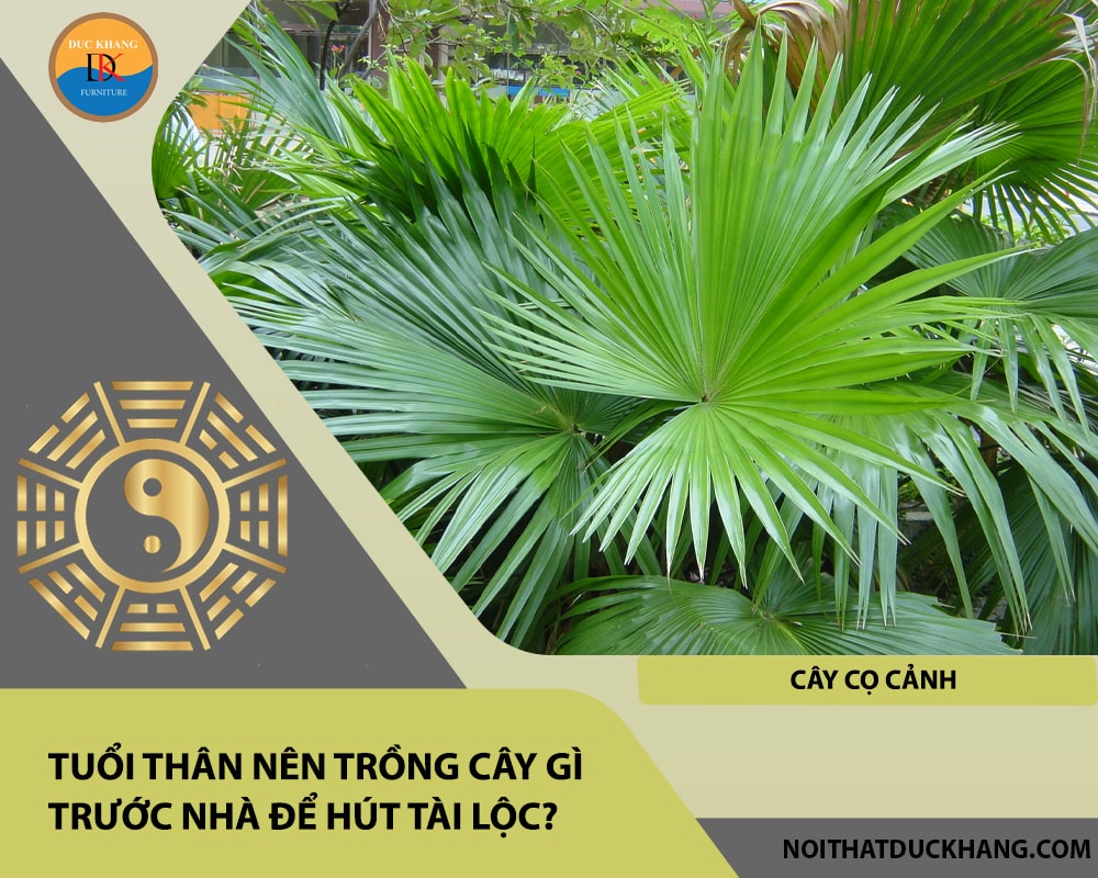 Tuổi Thân nên trồng cây gì trước nhà để hút tài lộc - Cây cọ cảnh