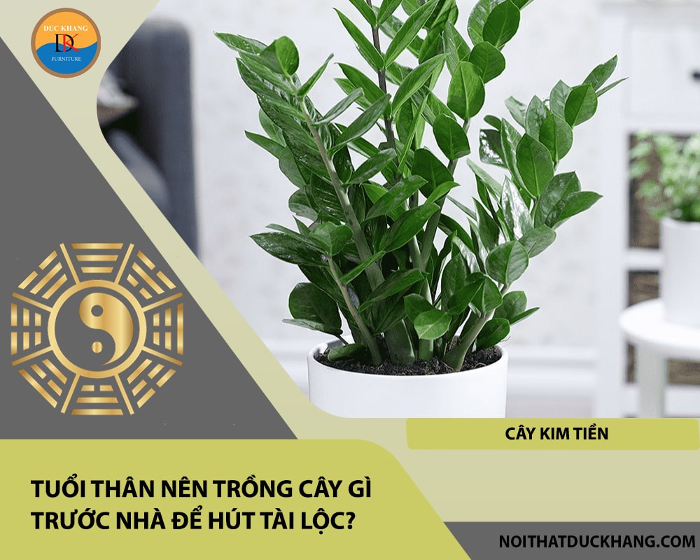 Tuổi Thân nên trồng cây gì trước nhà để hút tài lộc - Cây kim tiền