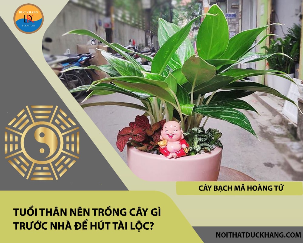 Tuổi Thân nên trồng cây gì trước nhà để hút tài lộc - Cây bạch mã hoàng tử