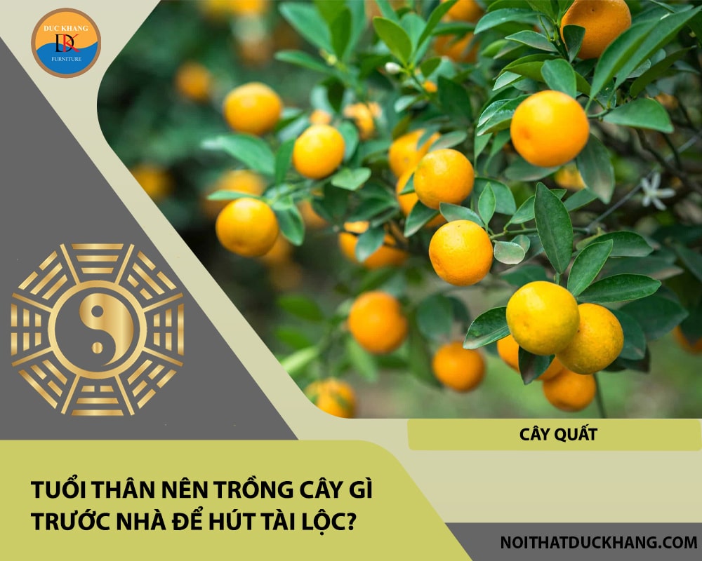 Tuổi Thân nên trồng cây gì trước nhà để hút tài lộc - Cây quất