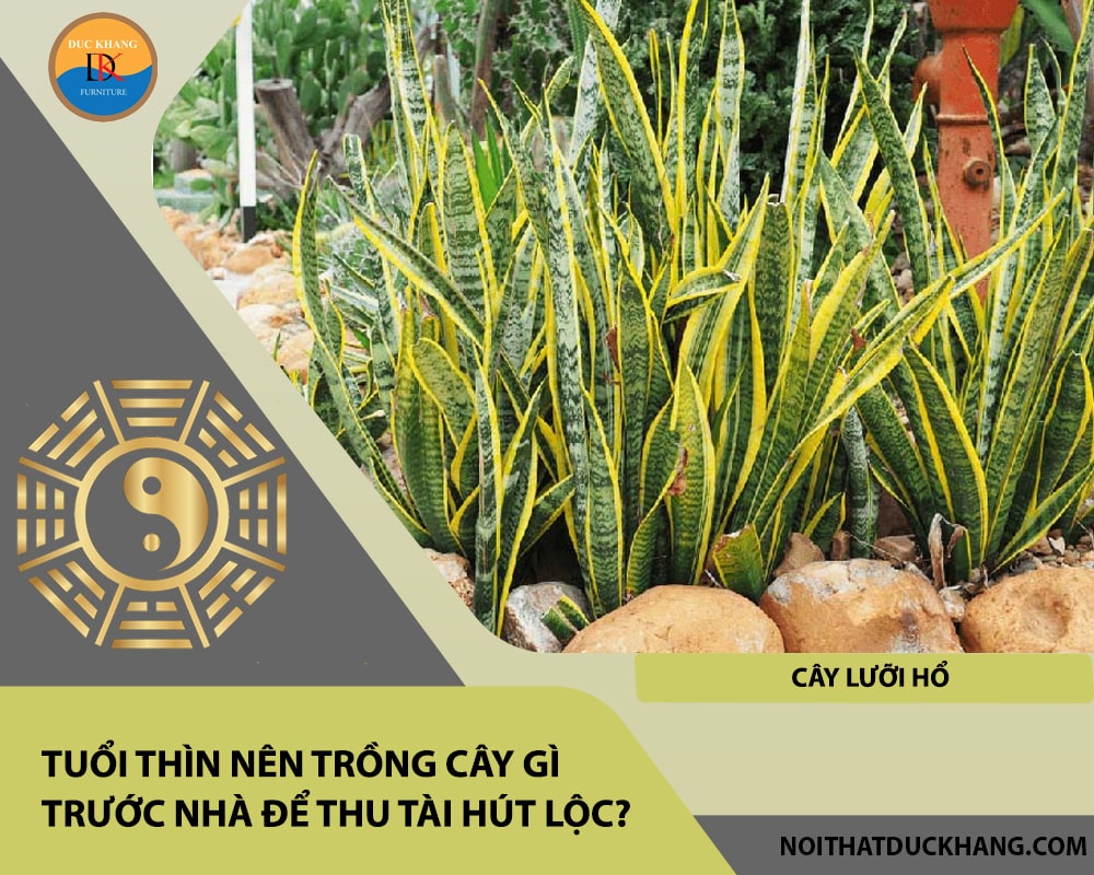 Tuổi Thìn nên trồng cây gì trước nhà để thu tài hút lộc - Cây lưỡi hổ Tuổi Thìn nên trồng cây gì trước nhà để thu tài hút lộc - Cây lưỡi hổ
