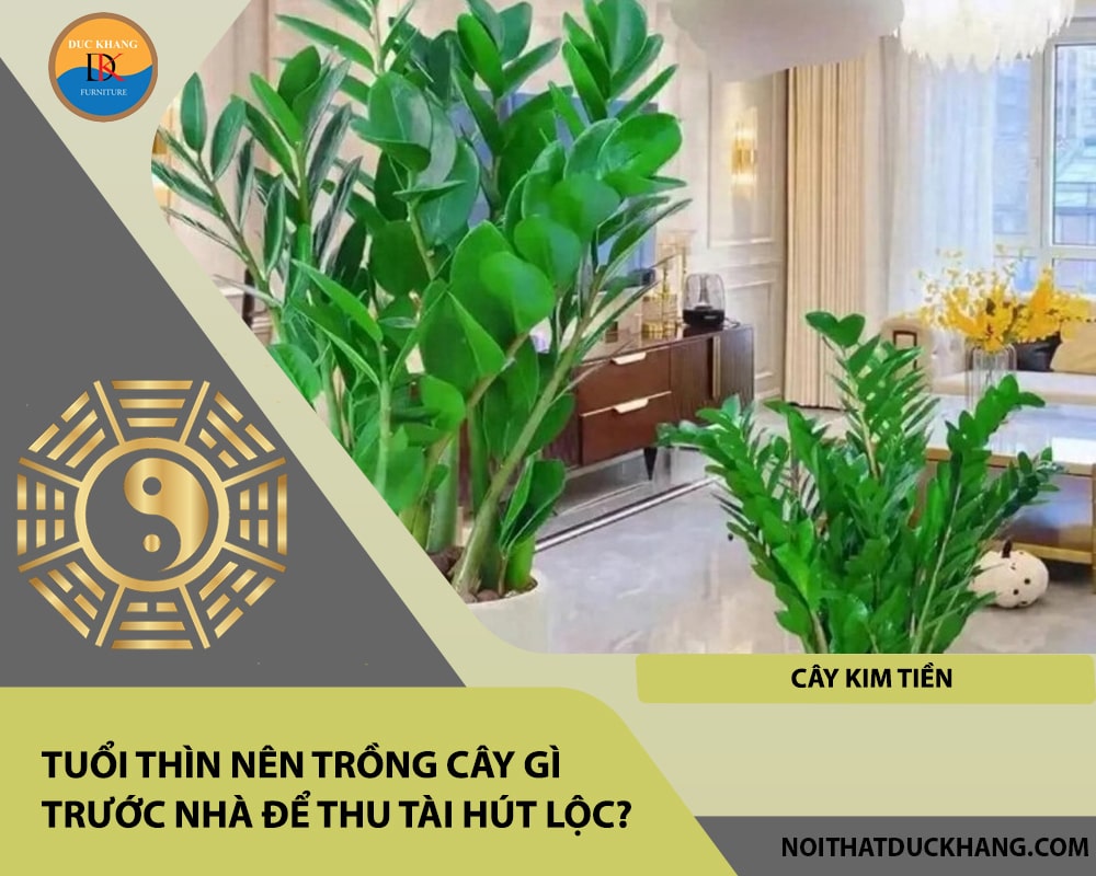 Tuổi Thìn nên trồng cây gì trước nhà để thu tài hút lộc - Cây kim tiền Tuổi Thìn nên trồng cây gì trước nhà để thu tài hút lộc - Cây kim tiền