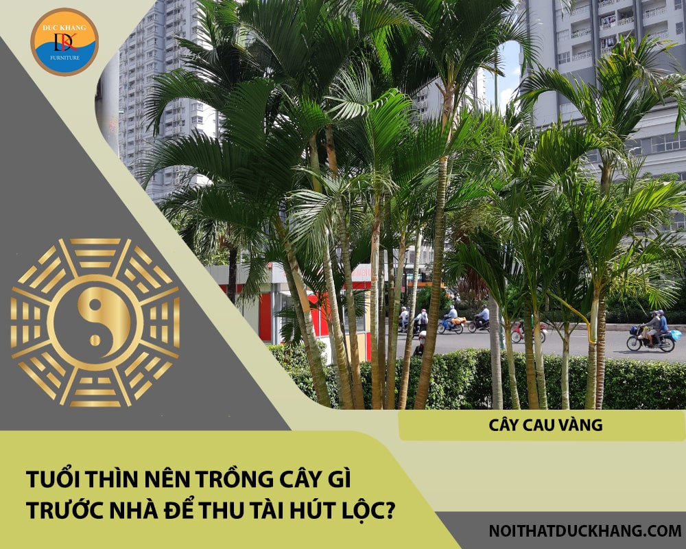 Tuổi Thìn nên trồng cây gì trước nhà để thu tài hút lộc - Cây cau vàng Tuổi Thìn nên trồng cây gì trước nhà để thu tài hút lộc - Cây cau vàng