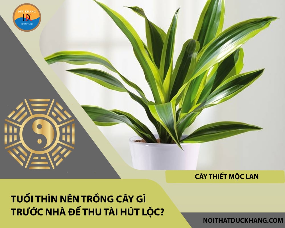 Tuổi Thìn nên trồng cây gì trước nhà để thu tài hút lộc - Cây thiết mộc lan Tuổi Thìn nên trồng cây gì trước nhà để thu tài hút lộc - Cây thiết mộc lan