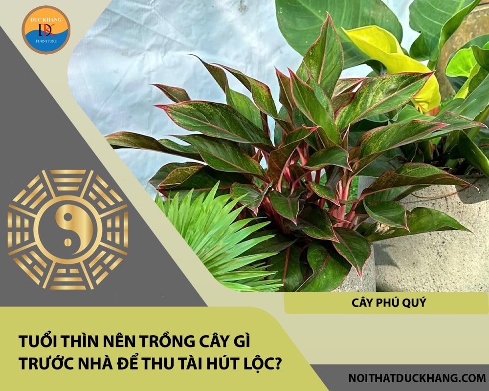 Tuổi Thìn nên trồng cây gì trước nhà để thu tài hút lộc - Cây phú quý Tuổi Thìn nên trồng cây gì trước nhà để thu tài hút lộc - Cây phú quý
