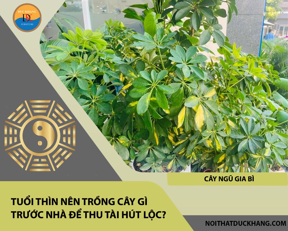 Tuổi Thìn nên trồng cây gì trước nhà để thu tài hút lộc - Cây ngũ gia bì Tuổi Thìn nên trồng cây gì trước nhà để thu tài hút lộc - Cây ngũ gia bì