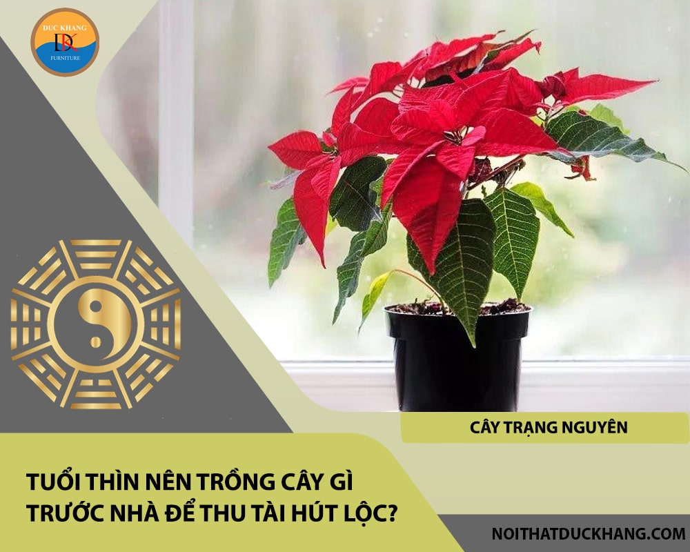 Tuổi Thìn nên trồng cây gì trước nhà để thu tài hút lộc - Cây trạng nguyên Tuổi Thìn nên trồng cây gì trước nhà để thu tài hút lộc - Cây trạng nguyên